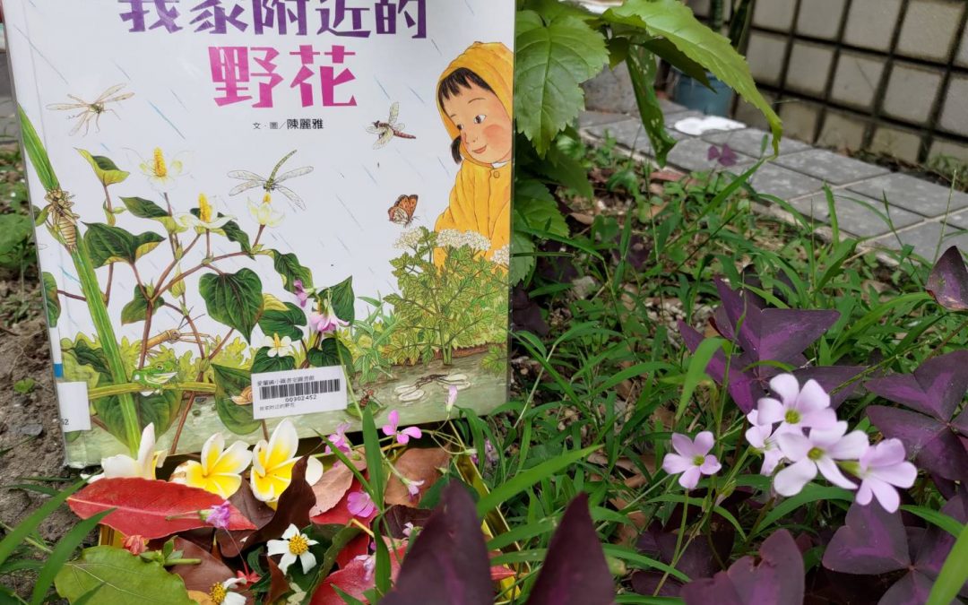 賴賴-我家附近的野花